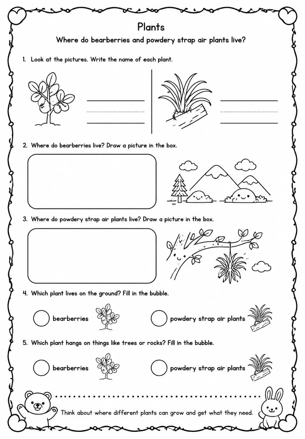 Where do bearberries and powdery strap air plants live? — free printable Kindergarten Science worksheet