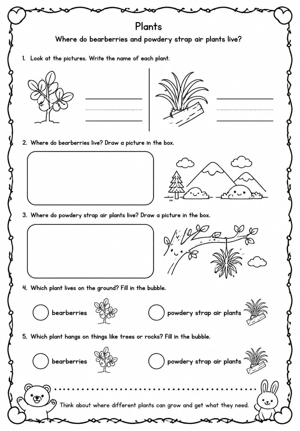 Where do bearberries and powdery strap air plants live? — free printable Kindergarten Science worksheet