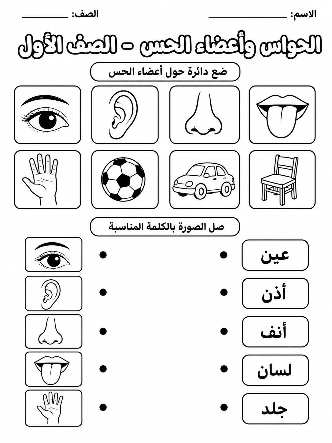 الحواس وأعضاء الحس - الصف الأول - ورقة عمل علوم عربية PDF للطلاب