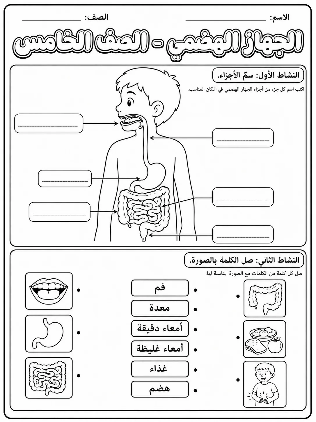 الجهاز الهضمي - الصف الخامس - ورقة عمل علوم عربية PDF للطلاب