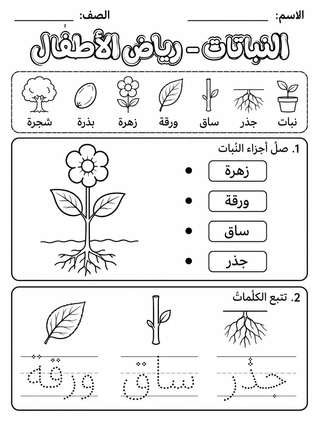 النباتات - رياض الأطفال صفحة 3 من مورد علوم عربي