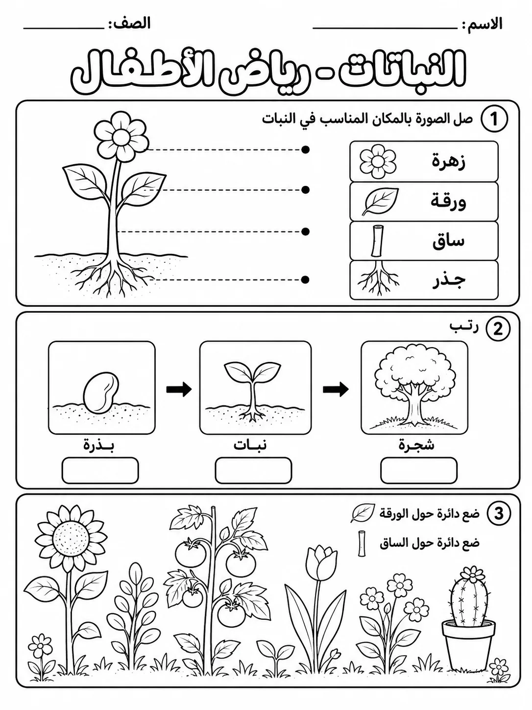 النباتات - رياض الأطفال صفحة 8 من مورد علوم عربي