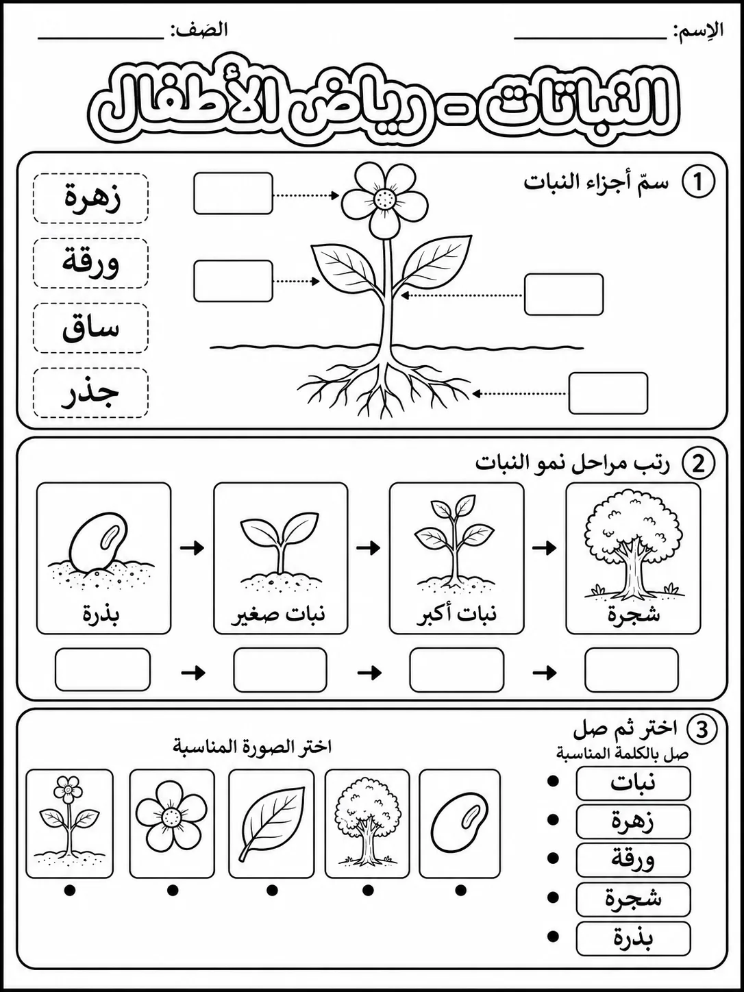 النباتات - رياض الأطفال صفحة 10 من مورد علوم عربي