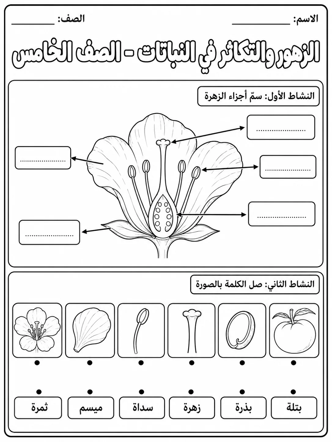 الزهور والتكاثر في النباتات - الصف الخامس - ورقة عمل علوم عربية PDF للطلاب