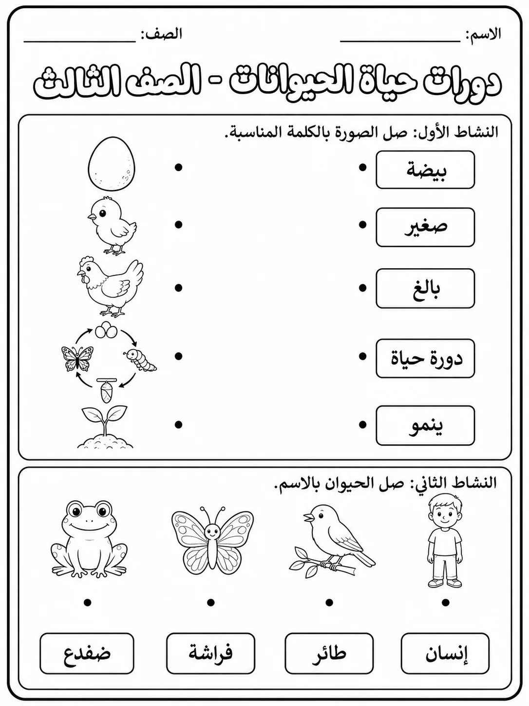 دورات حياة الحيوانات - الصف الثالث - ورقة عمل علوم عربية PDF للطلاب