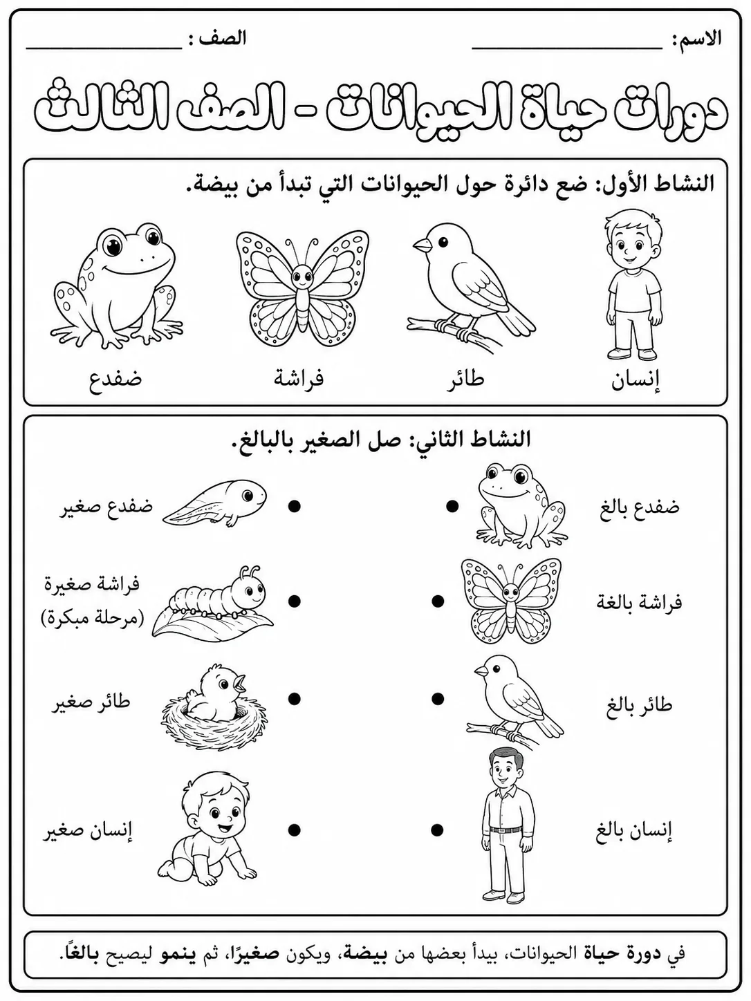 دورات حياة الحيوانات - الصف الثالث صفحة 4 من مورد علوم عربي