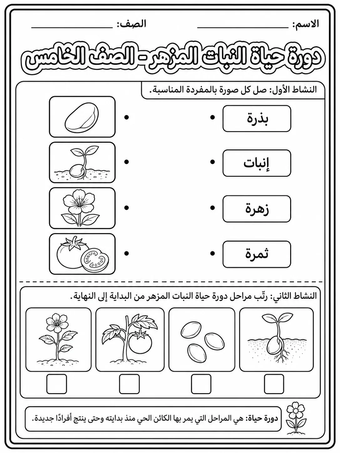 دورة حياة النبات المزهر - الصف الخامس - ورقة عمل علوم عربية PDF للطلاب