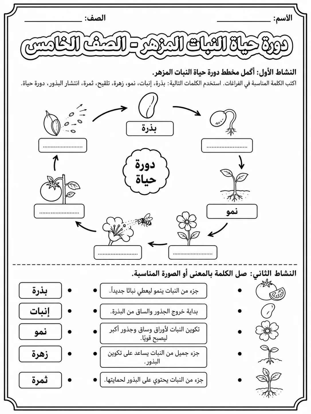 دورة حياة النبات المزهر - الصف الخامس صفحة 2 من مورد علوم عربي