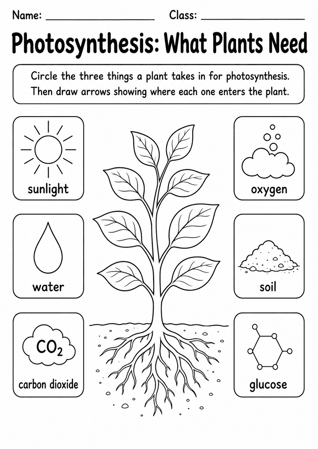 Photosynthesis Worksheets and Answer Keys | 10 Pages | Grades 4-6 first worksheet page