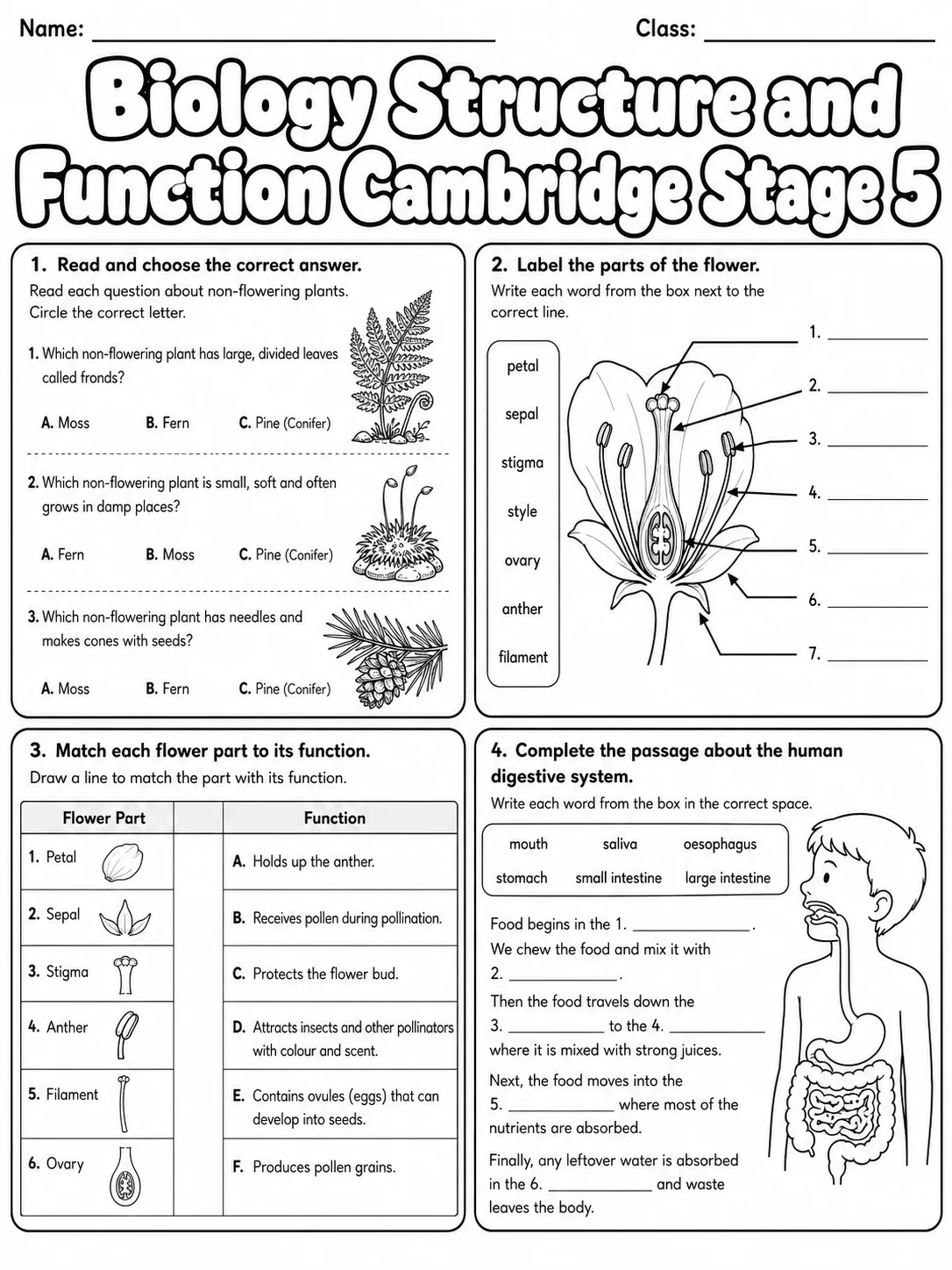 Biology Ecosystems Cambridge Stage 2 page 5 printable Cambridge science worksheet preview