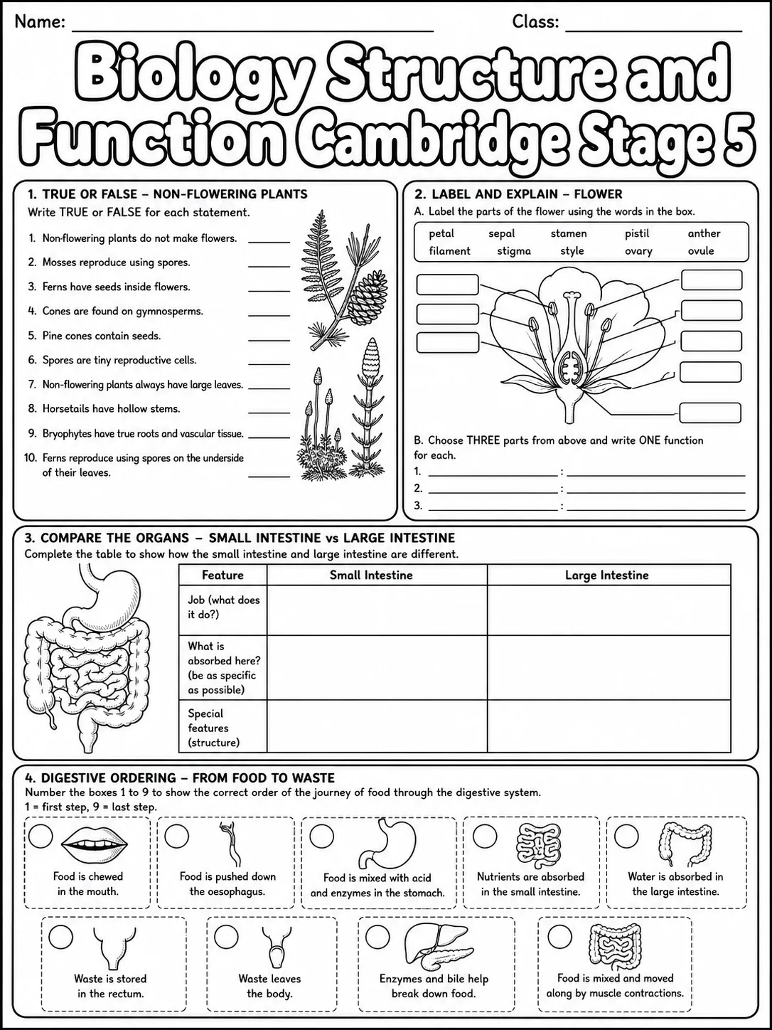 Biology Ecosystems Cambridge Stage 2 page 7 printable Cambridge science worksheet preview