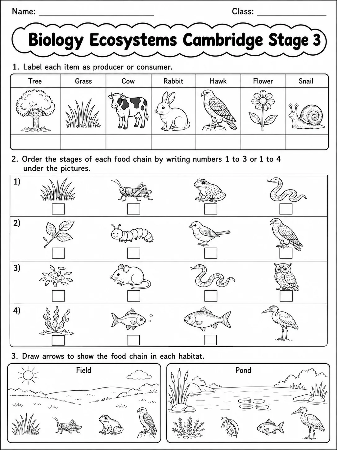 Biology Ecosystems Cambridge Stage 3 page 4 printable Cambridge science worksheet preview