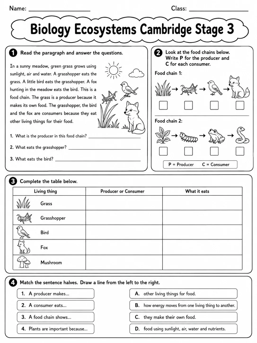 Biology Ecosystems Cambridge Stage 3 page 6 printable Cambridge science worksheet preview