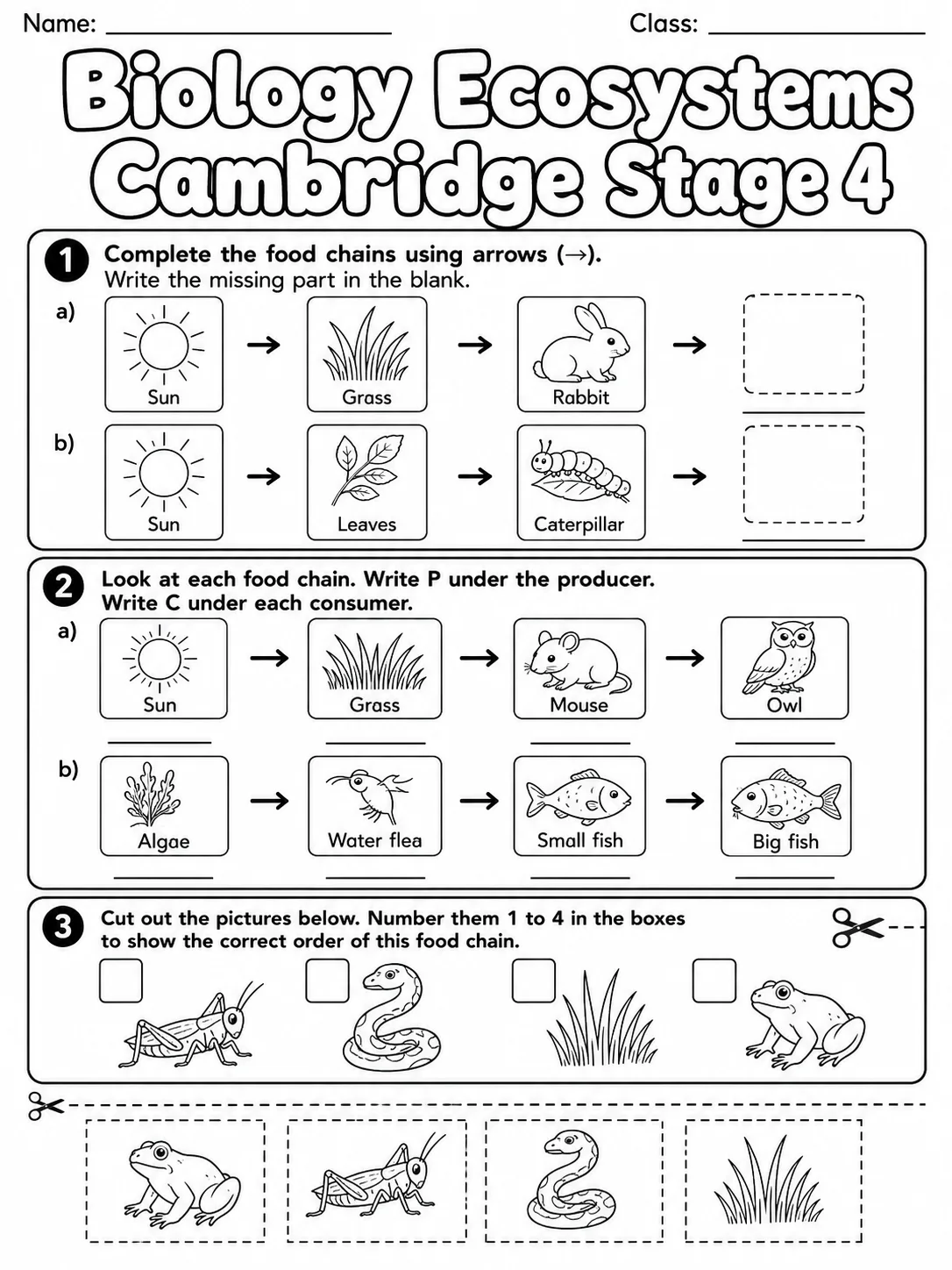 Biology Ecosystems Cambridge Stage 4 page 4 printable Cambridge science worksheet preview