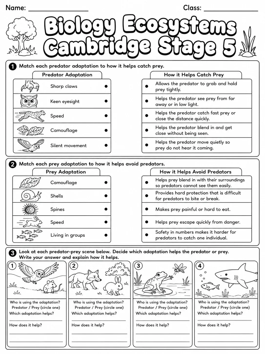 Biology Ecosystems Cambridge Stage 5 page 4 printable Cambridge science worksheet preview