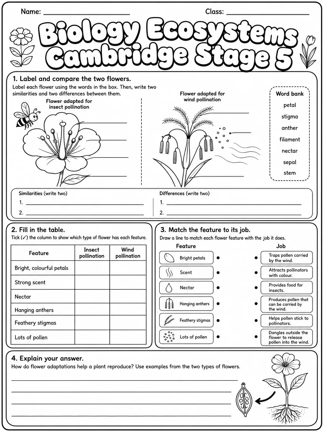 Biology Ecosystems Cambridge Stage 5 page 6 printable Cambridge science worksheet preview