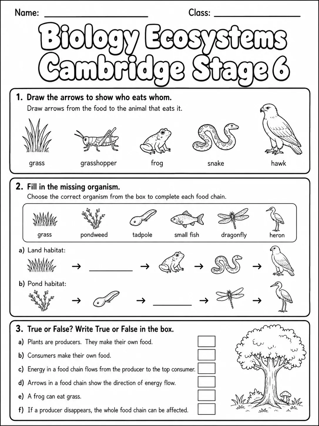 Biology Ecosystems Cambridge Stage 6 page 2 printable Cambridge science worksheet preview