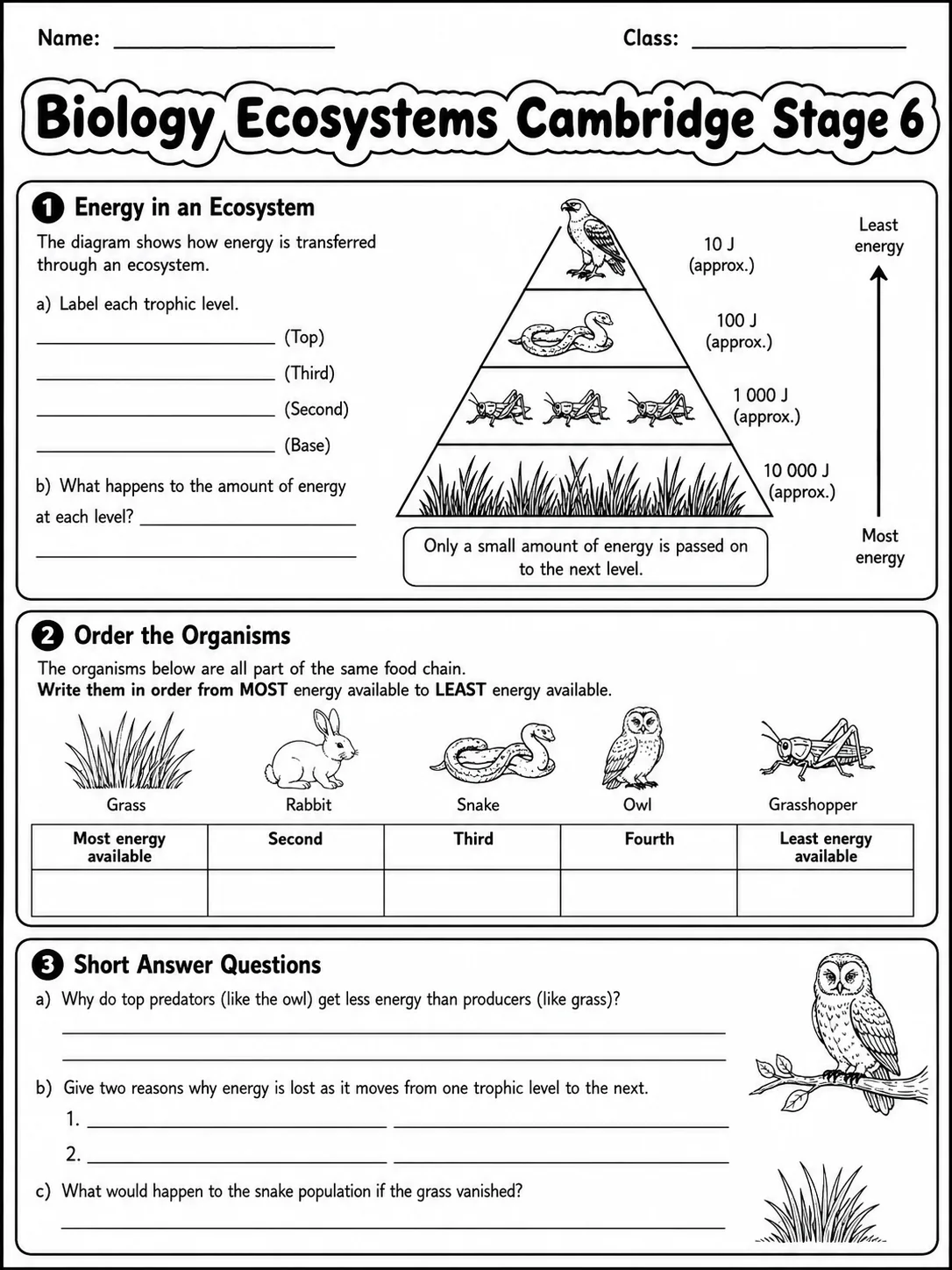Biology Ecosystems Cambridge Stage 6 page 4 printable Cambridge science worksheet preview