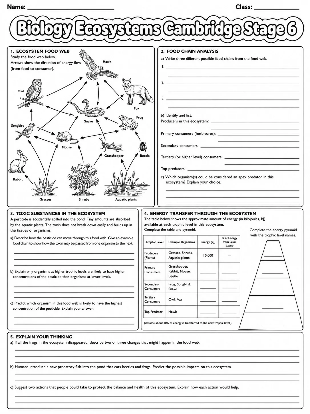 Biology Ecosystems Cambridge Stage 6 page 9 printable Cambridge science worksheet preview