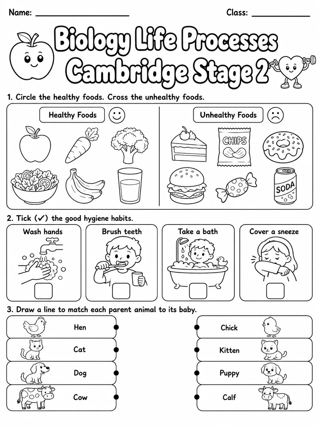 Biology Life Processes Cambridge Stage 2 printable Cambridge Primary Science Stage 2 worksheet preview from KiwiBee