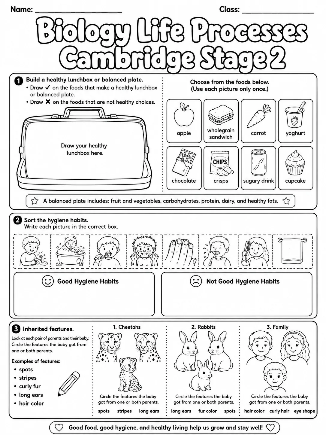 Biology Life Processes Cambridge Stage 2 page 3 printable Cambridge science worksheet preview
