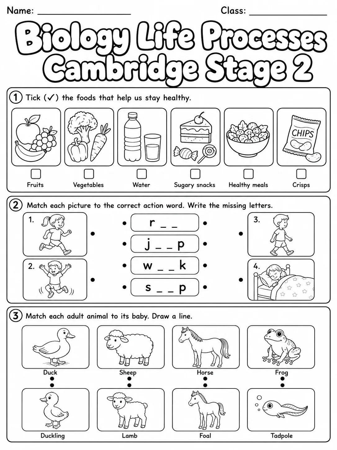 Biology Life Processes Cambridge Stage 2 page 4 printable Cambridge science worksheet preview