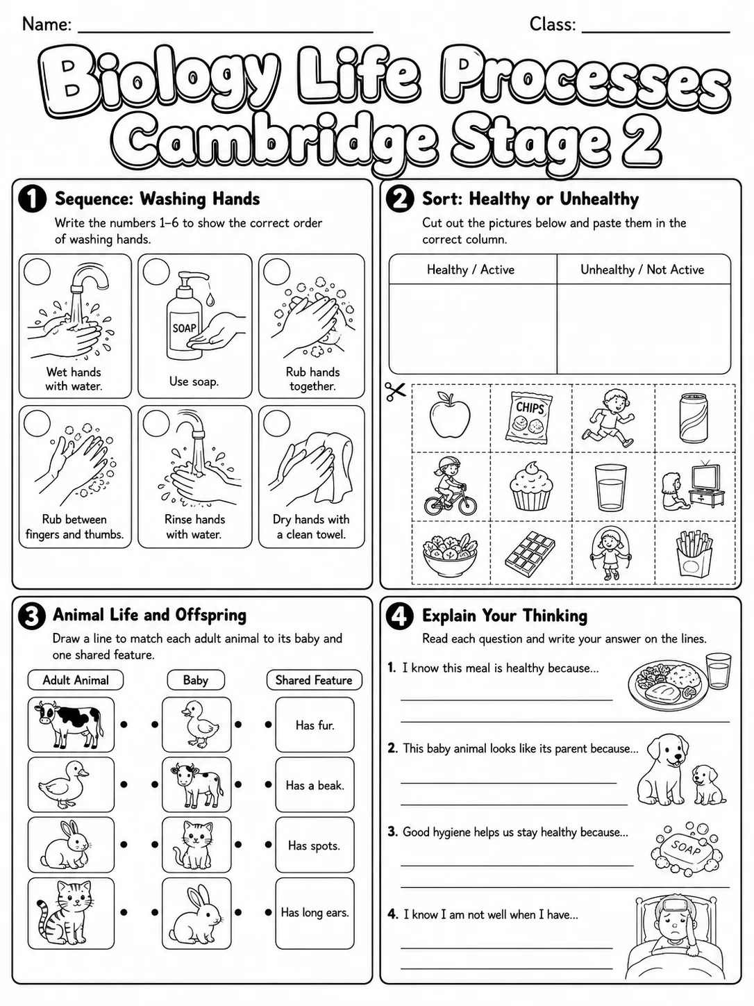Biology Life Processes Cambridge Stage 2 page 8 printable Cambridge science worksheet preview