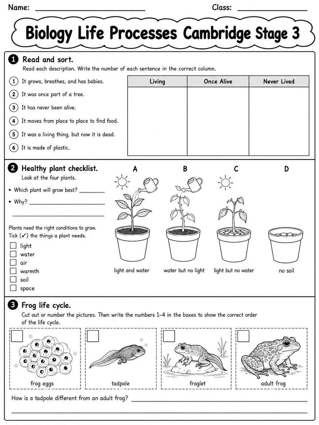 Biology Life Processes Cambridge Stage 3 page 4 printable Cambridge science worksheet preview