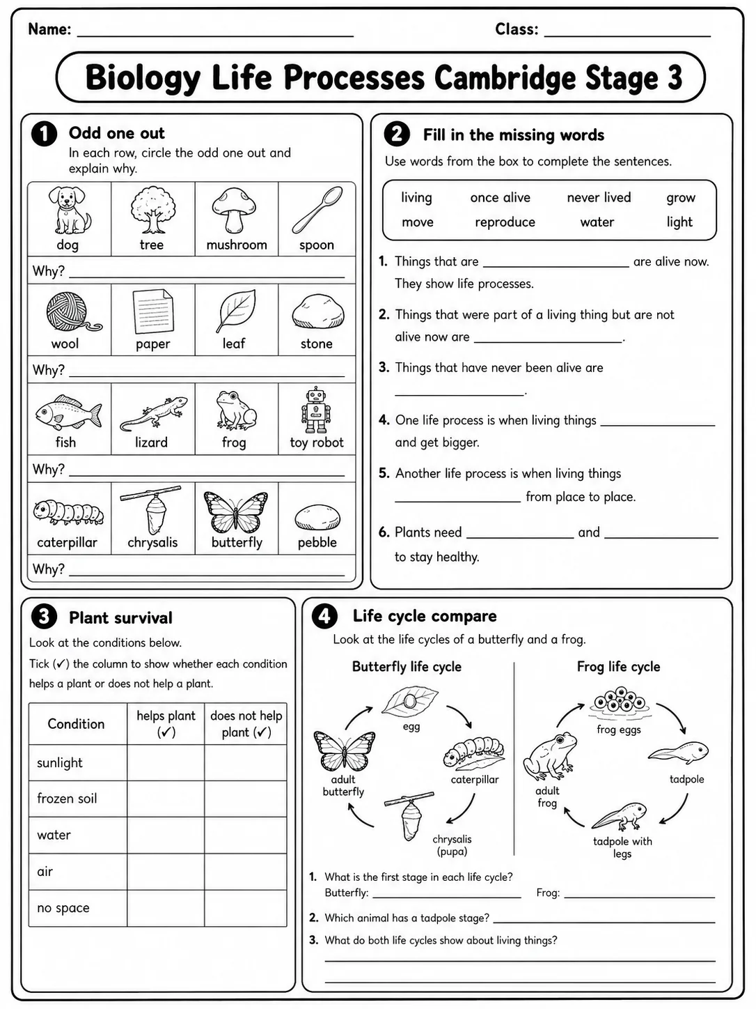 Biology Life Processes Cambridge Stage 3 page 5 printable Cambridge science worksheet preview
