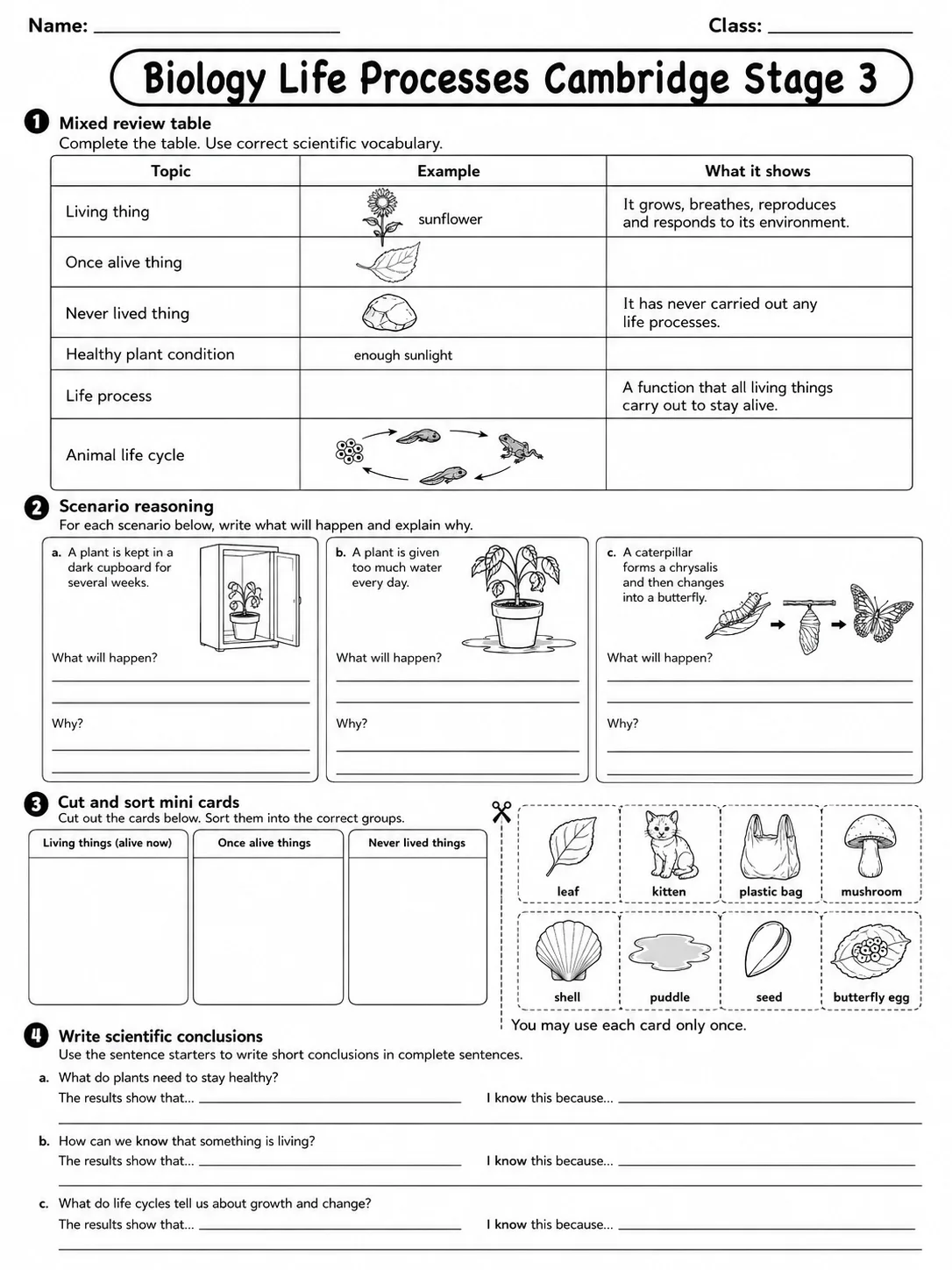 Biology Life Processes Cambridge Stage 3 page 9 printable Cambridge science worksheet preview