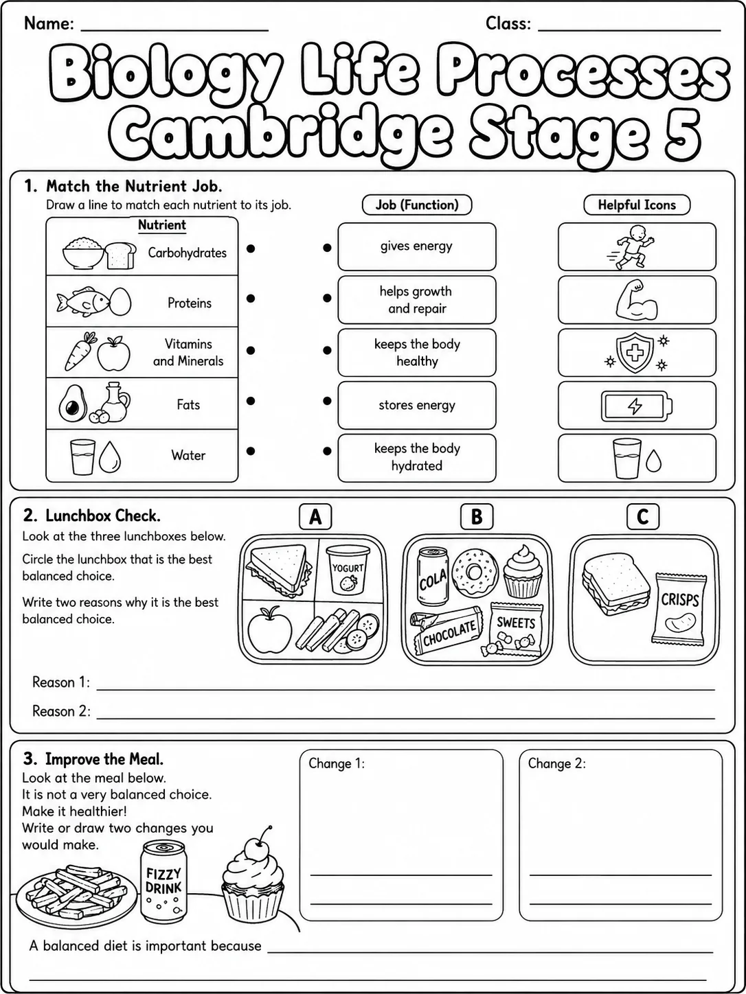 Biology Life Processes Cambridge Stage 5 page 2 printable Cambridge science worksheet preview