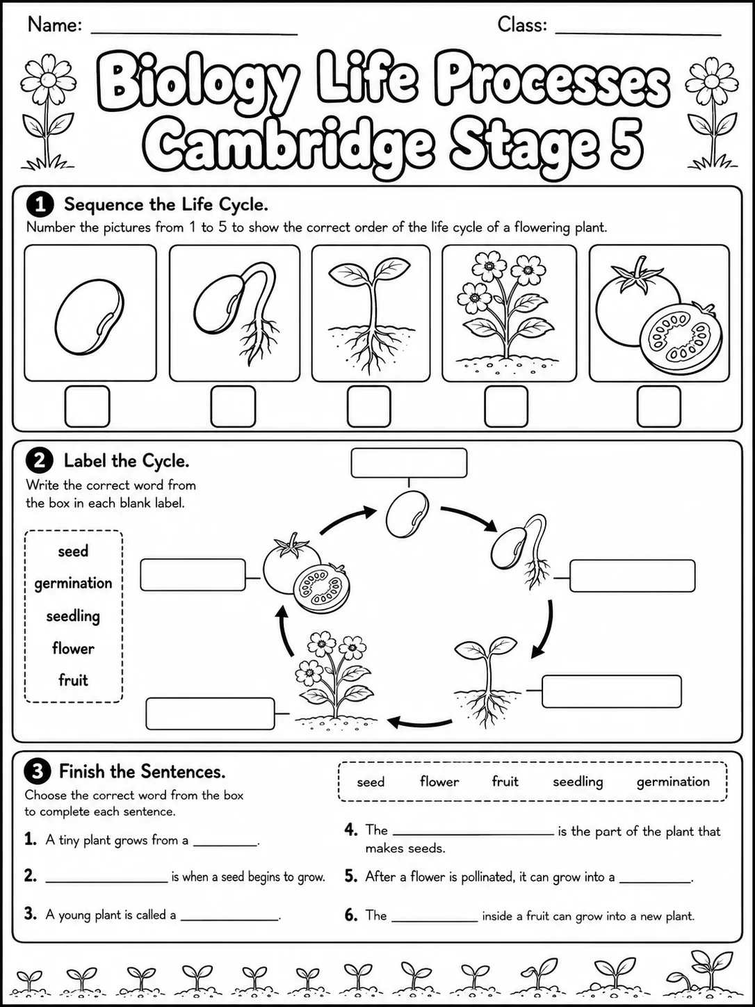 Biology Life Processes Cambridge Stage 5 page 3 printable Cambridge science worksheet preview