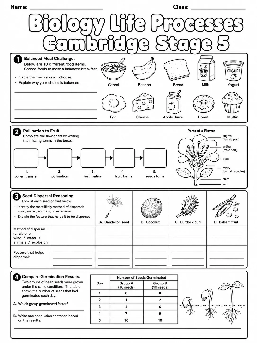 Biology Life Processes Cambridge Stage 5 page 8 printable Cambridge science worksheet preview