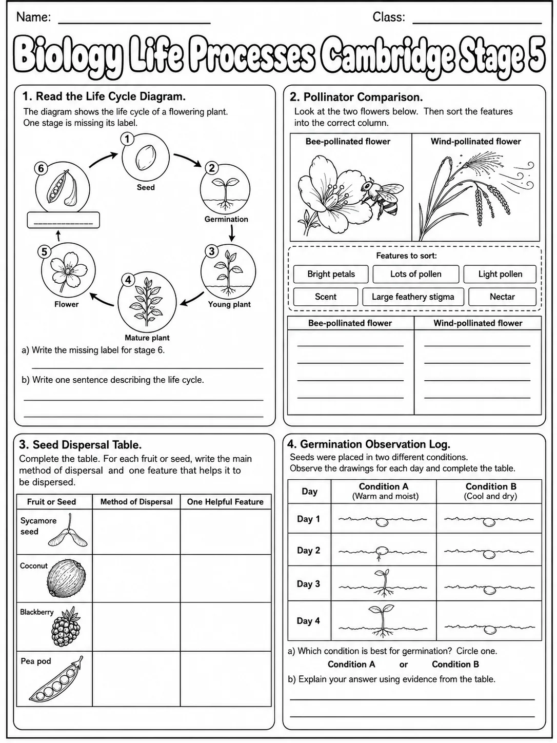Biology Life Processes Cambridge Stage 5 page 9 printable Cambridge science worksheet preview