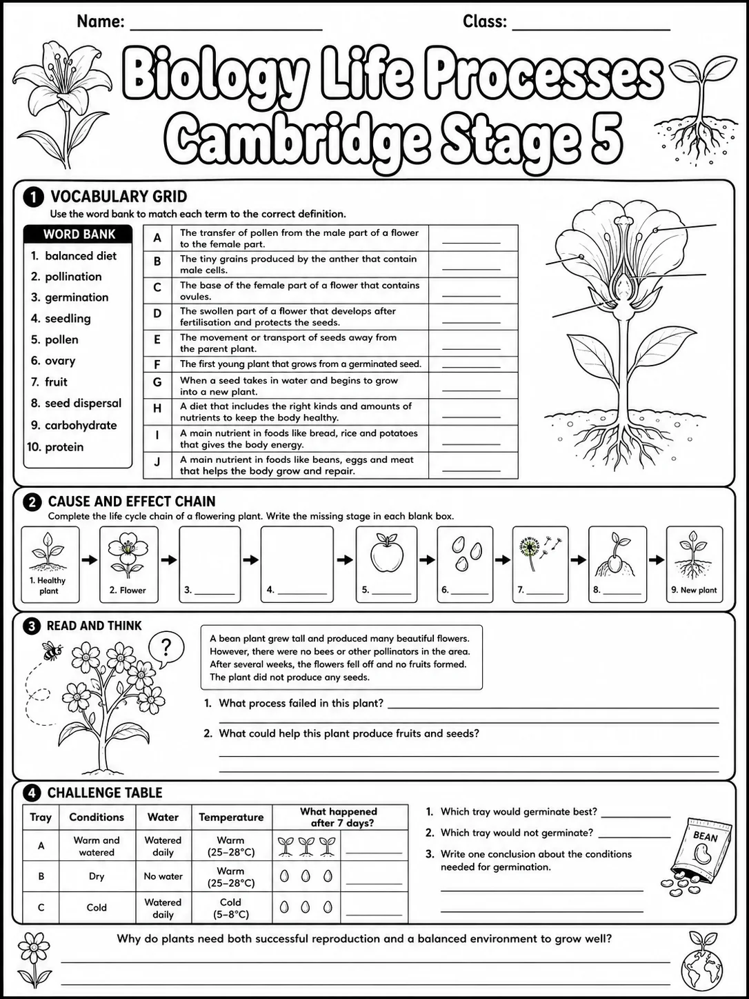 Biology Life Processes Cambridge Stage 5 page 10 printable Cambridge science worksheet preview