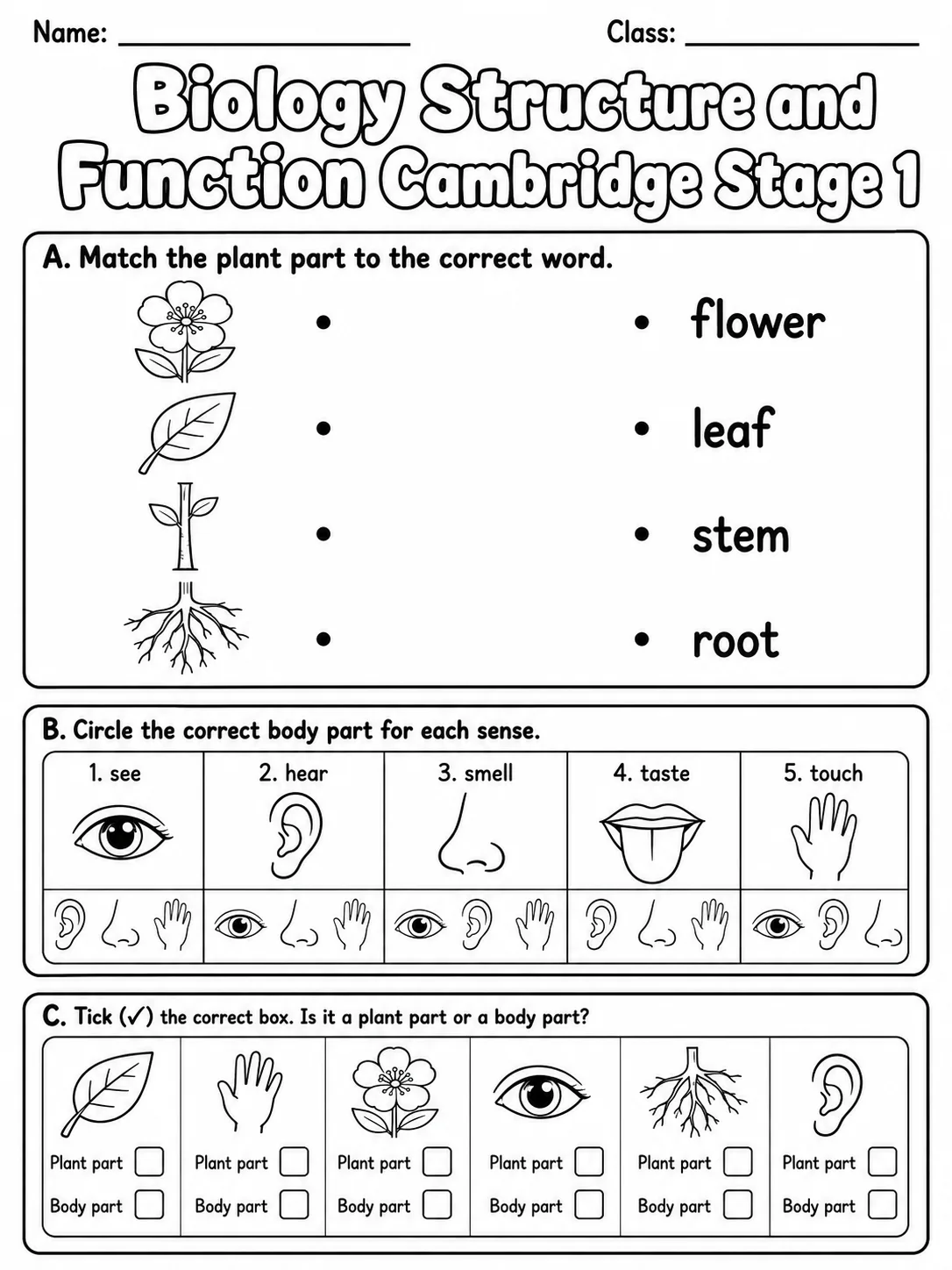 Biology Structure and Function Cambridge Stage 1 printable Cambridge Primary Science Stage 1 worksheet preview from KiwiBee