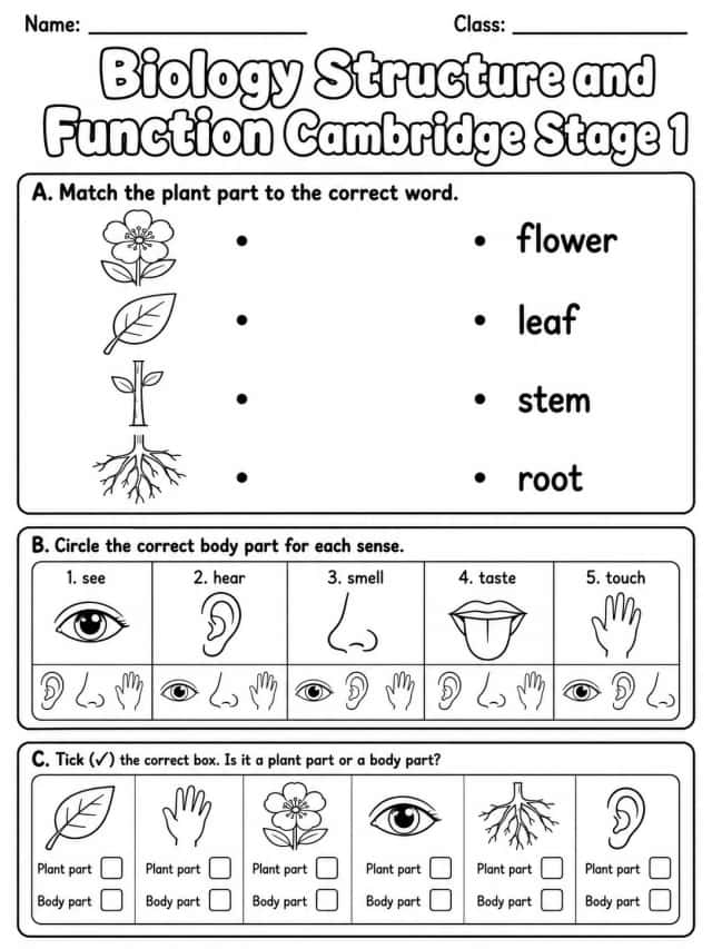 Biology Structure and Function Cambridge Stage 1