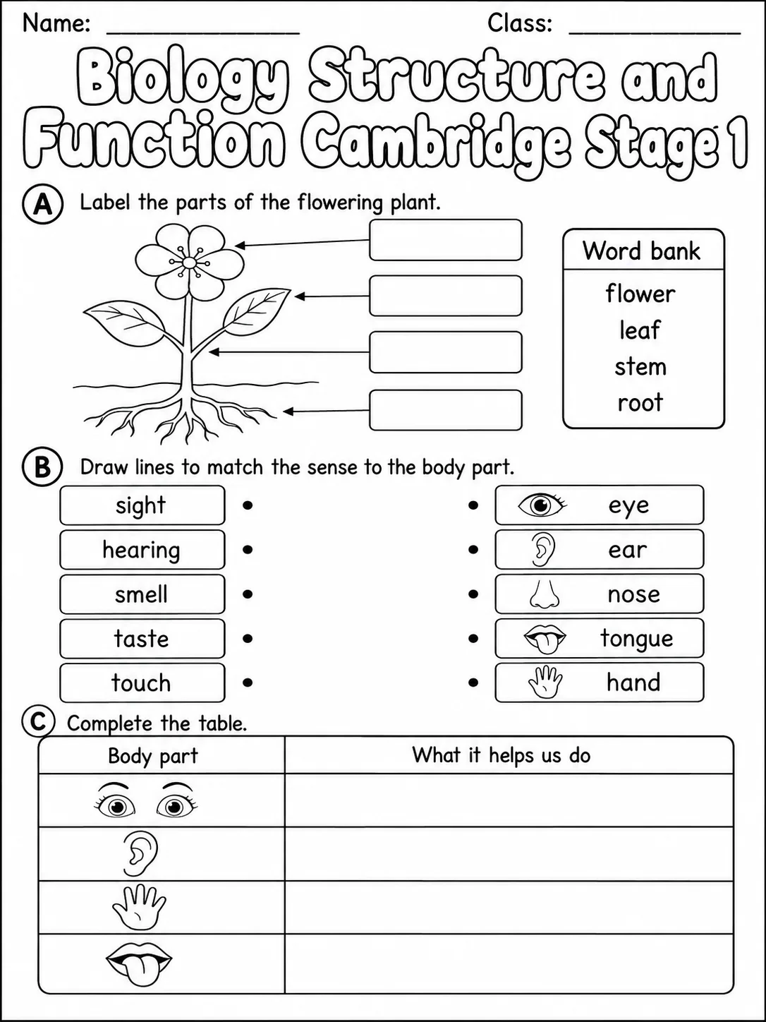 Biology Structure and Function Cambridge Stage 1 page 2 printable Cambridge science worksheet preview