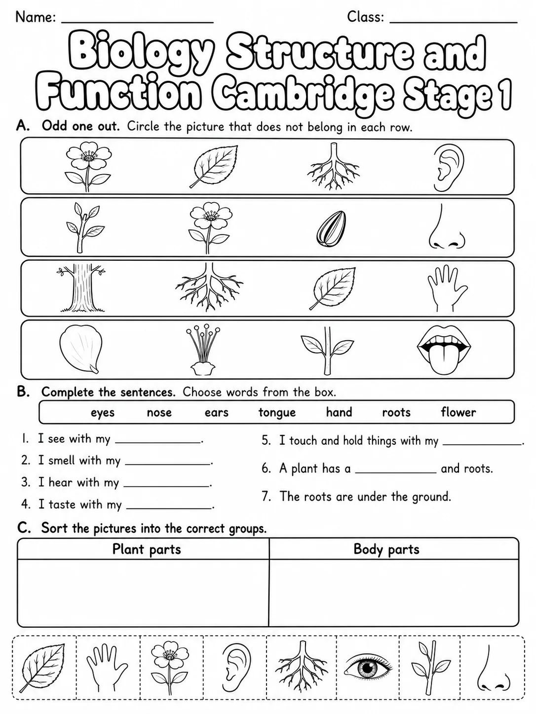 Biology Structure and Function Cambridge Stage 1 page 3 printable Cambridge science worksheet preview