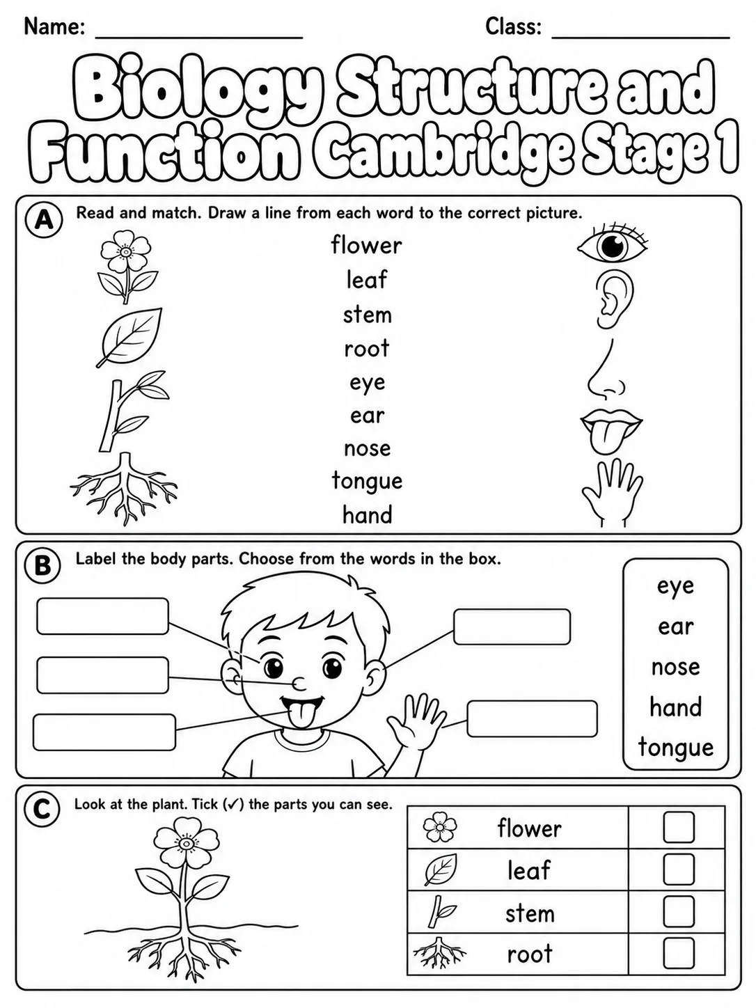 Biology Structure and Function Cambridge Stage 1 page 4 printable Cambridge science worksheet preview
