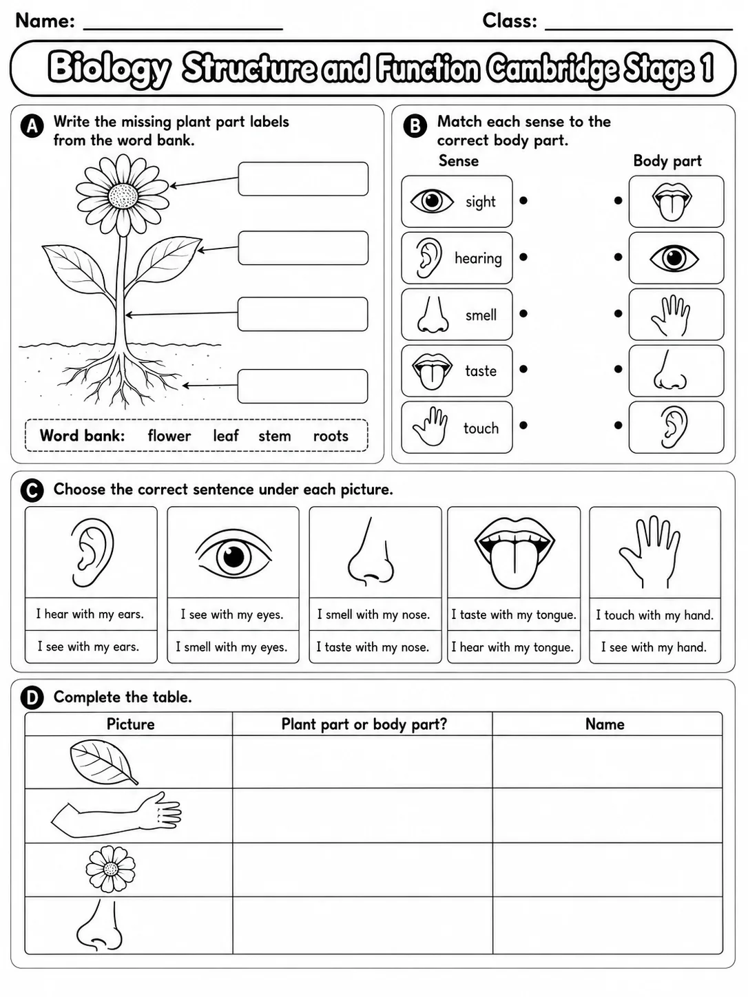 Biology Structure and Function Cambridge Stage 1 page 5 printable Cambridge science worksheet preview