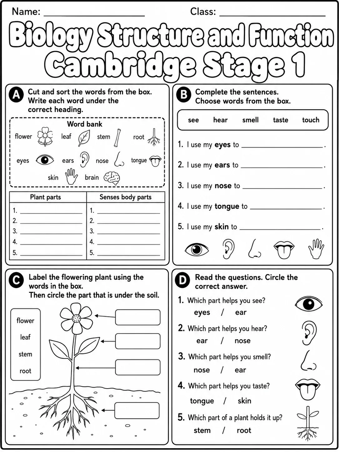 Biology Structure and Function Cambridge Stage 1 page 6 printable Cambridge science worksheet preview