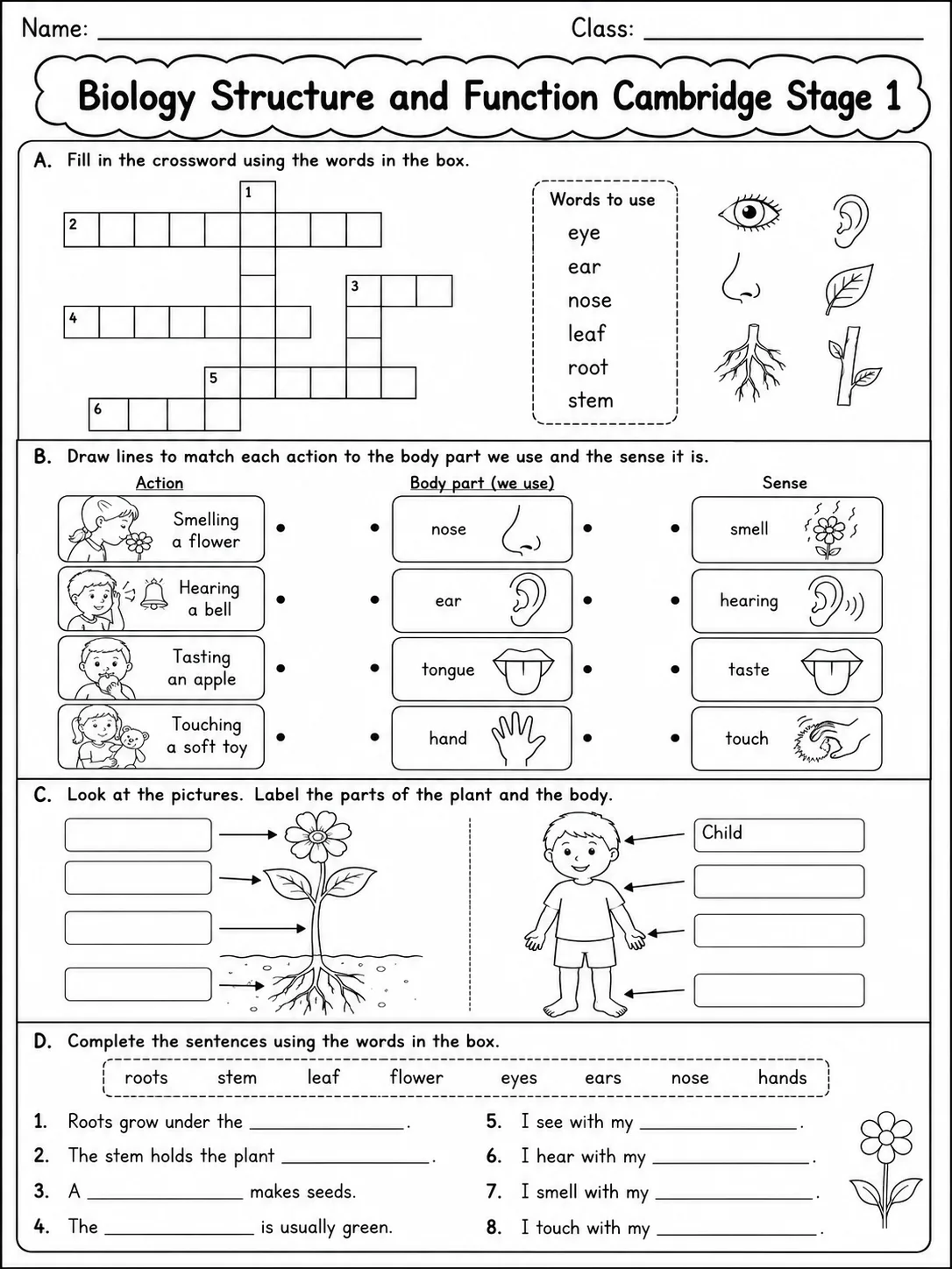 Biology Structure and Function Cambridge Stage 1 page 7 printable Cambridge science worksheet preview