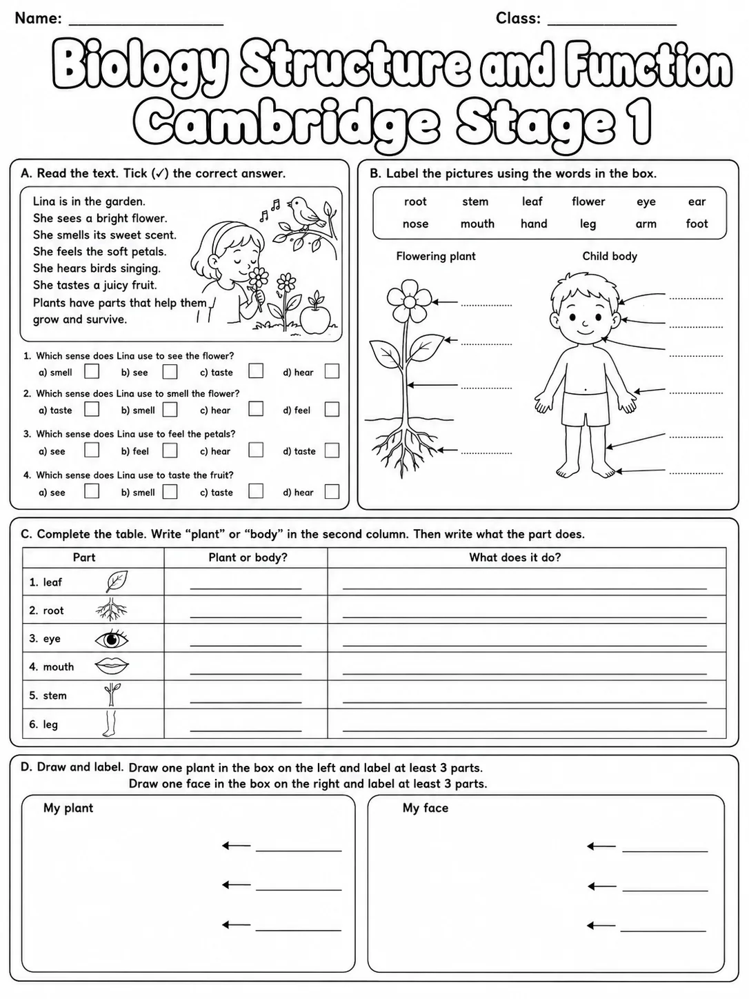 Biology Structure and Function Cambridge Stage 1 page 9 printable Cambridge science worksheet preview