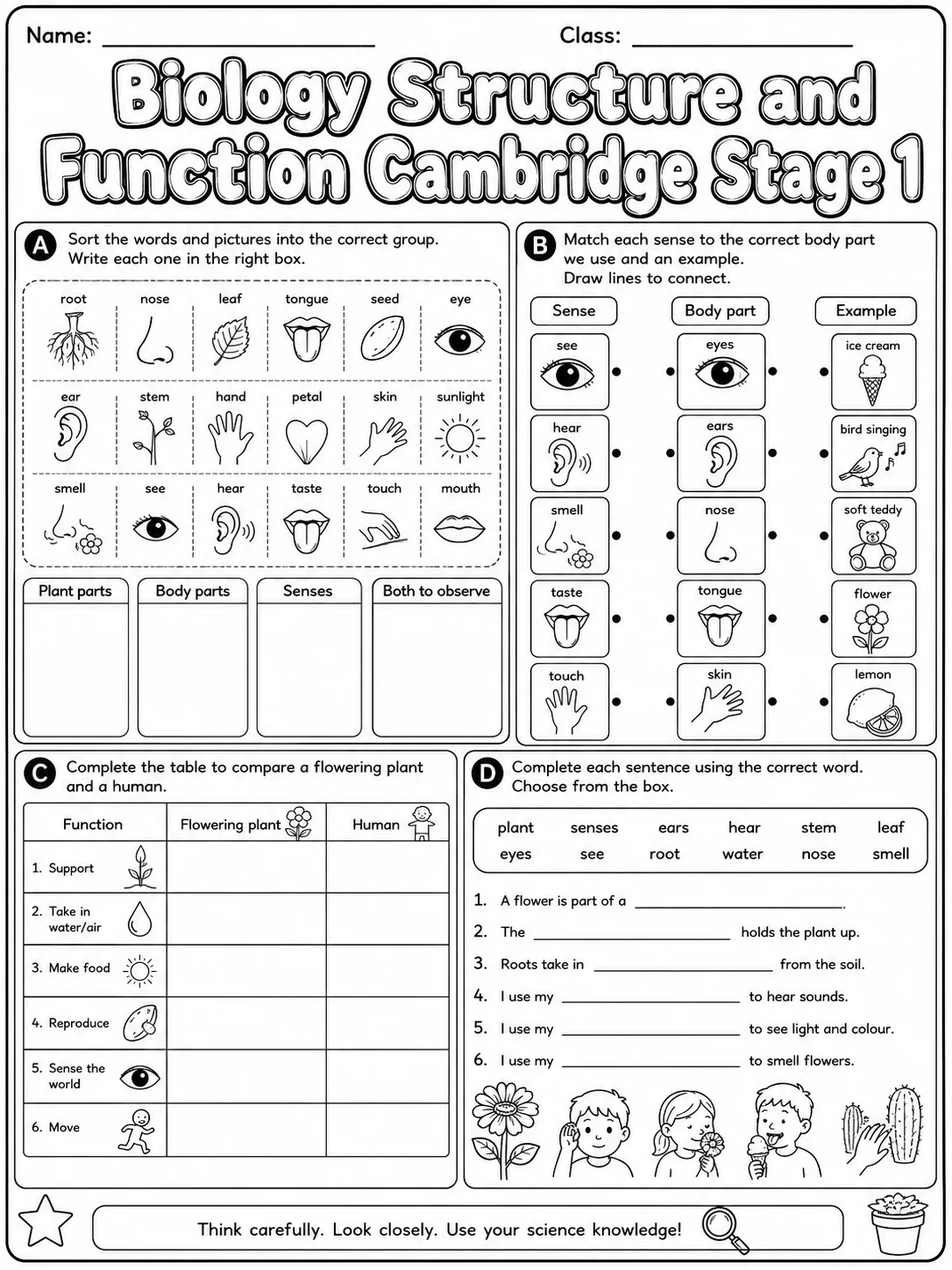 Biology Structure and Function Cambridge Stage 1 page 10 printable Cambridge science worksheet preview