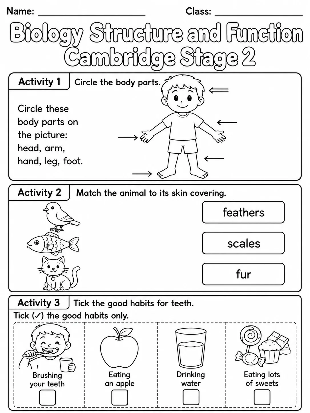 Biology Structure and Function Cambridge Stage 2 printable Cambridge Primary Science Stage 2 worksheet preview from KiwiBee