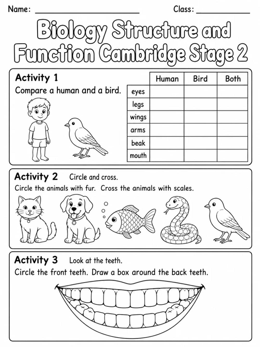 Biology Structure and Function Cambridge Stage 2 printable Cambridge Primary Science Stage 2 worksheet preview from KiwiBee