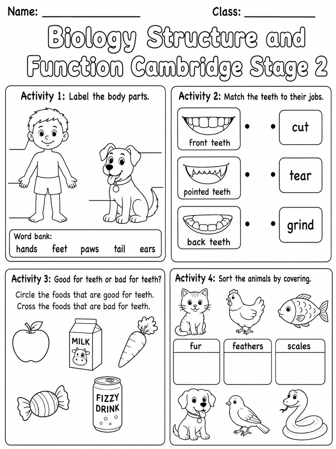 Biology Structure and Function Cambridge Stage 2 printable Cambridge Primary Science Stage 2 worksheet preview from KiwiBee