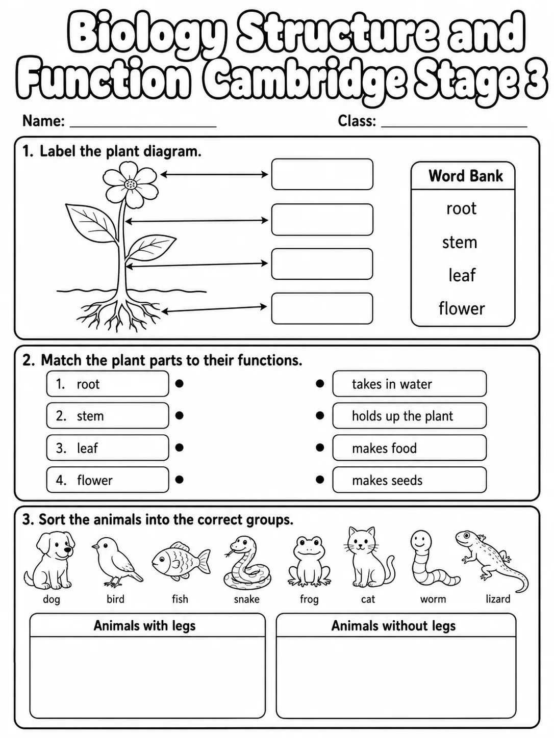 Biology Structure and Function Cambridge Stage 3 printable Cambridge Primary Science Stage 3 worksheet preview from KiwiBee
