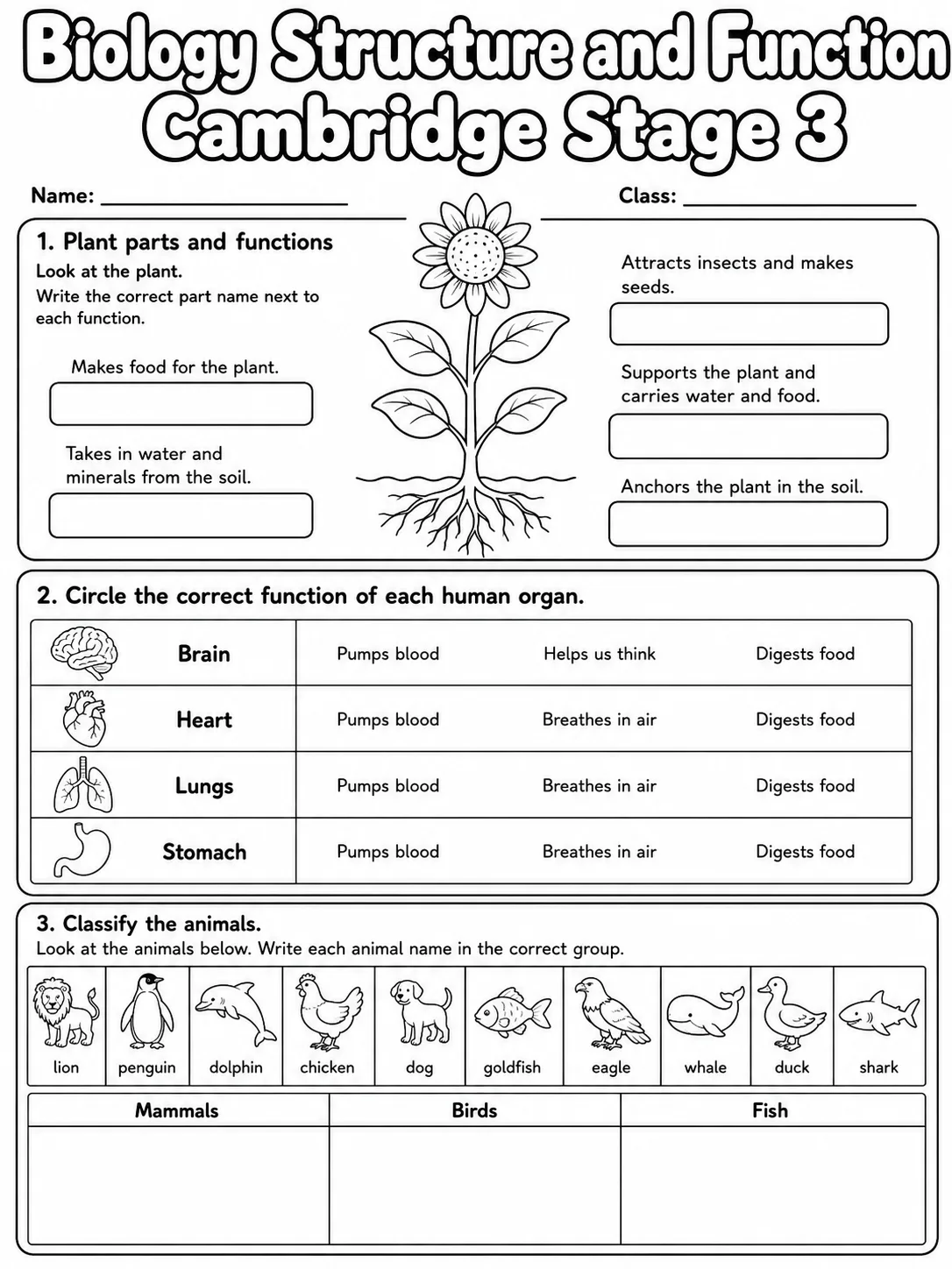 Biology Structure and Function Cambridge Stage 3 page 2 printable Cambridge science worksheet preview